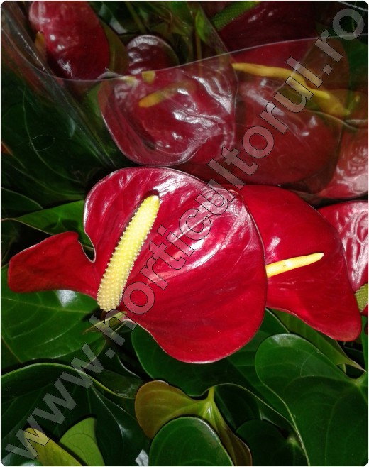 anthurium