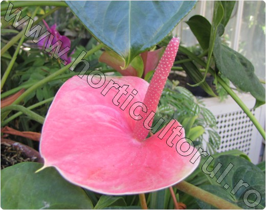 anthurium