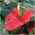 anthurium_1