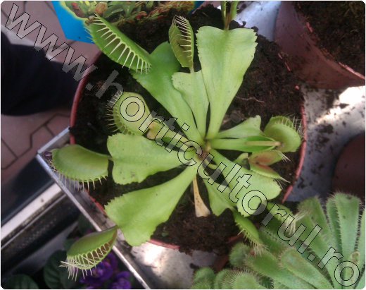 Dionaea muscipula, plante carnivore