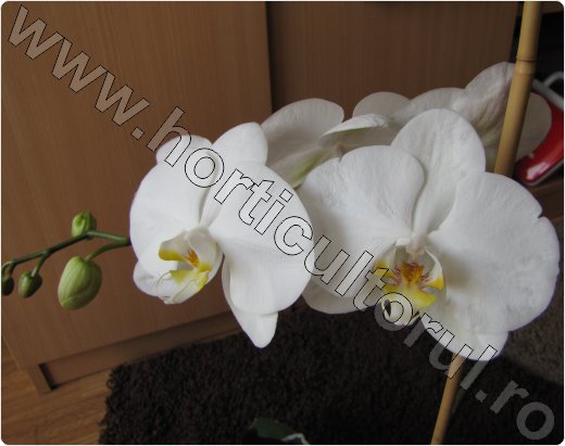 Fig. 1 Orhidee Phalaenopsis spp.