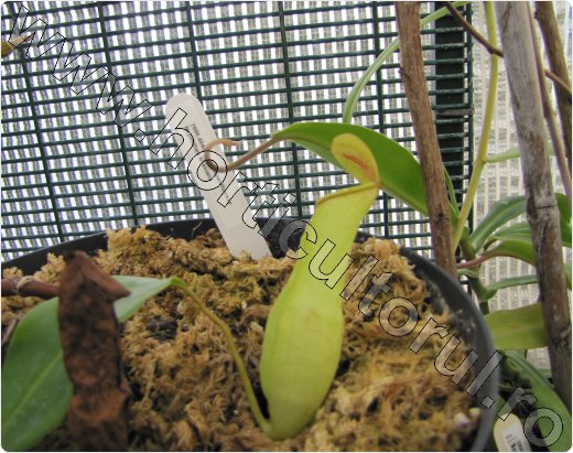 nepenthes khasiana