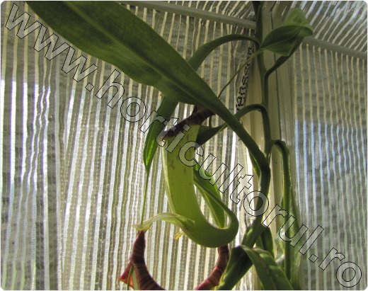 nepenthes maxima