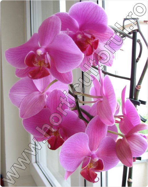 Orhidee Phalaenopsis