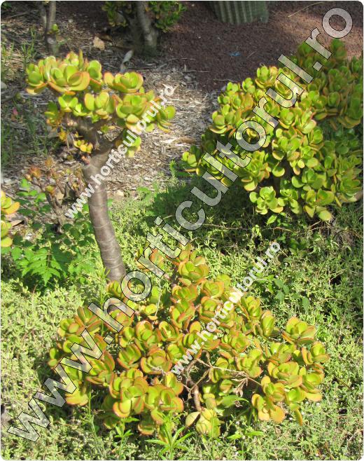 Crassula-ovata-floare
