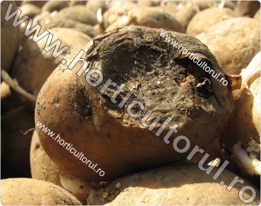 Nematodul tulpinilor si tuberculilor de cartof (Ditylenchus destructor)