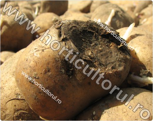 Nematodul tulpinilor si tuberculilor de cartof (Ditylenchus destructor)