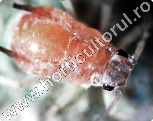 Paduchele roz galicol al marului -Dysaphis-microscop