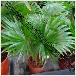 Palmierul fantana-Livistona rotundifolia