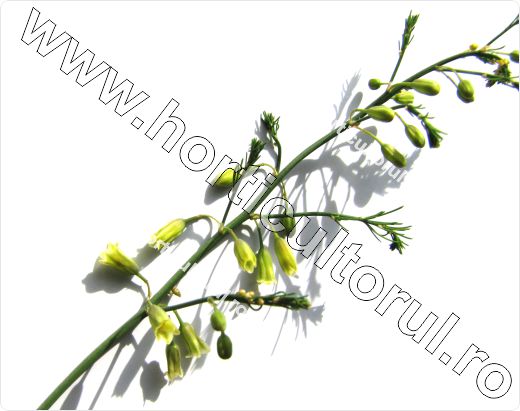 Sparanghelul-Asparagus officinalis_1