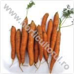 Morcovul-Daucus carota