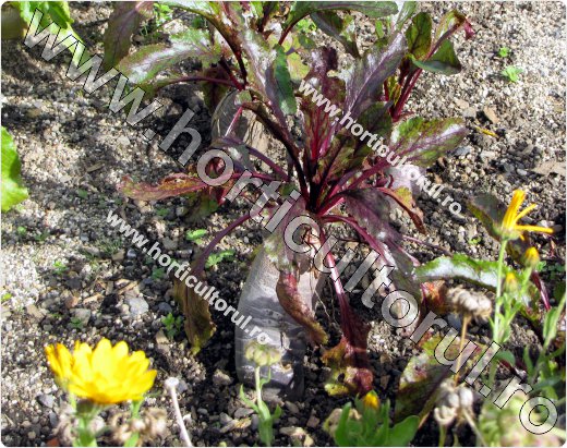 Sfecla rosie (Beta vulgaris ssp. vulgaris var.conditiva)
