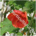 Abutilon-Floarea artar