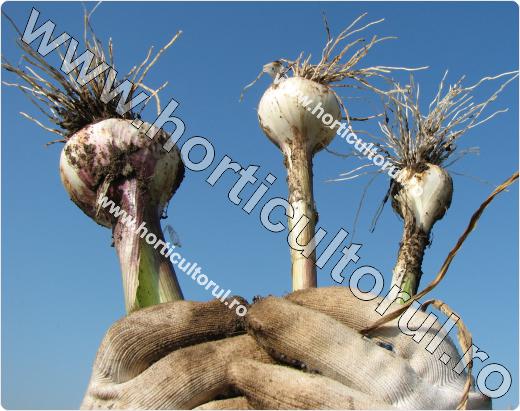 Usturoiul-Allium sativum
