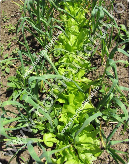 Usturoiul-Allium sativum