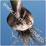 Usturoiul comun-Allium sativum
