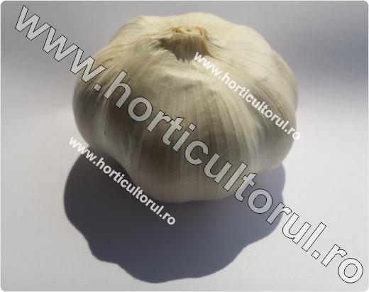 Usturoiul-Allium sativum