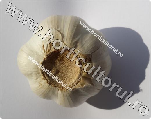 Usturoiul-Allium sativum