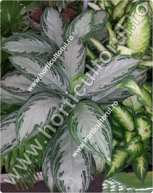 Aglaonema silver bay