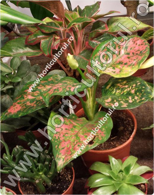 Valentine aglaonema