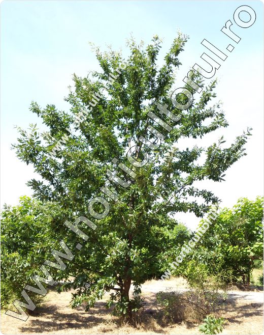 Cer (Quercus cerris)