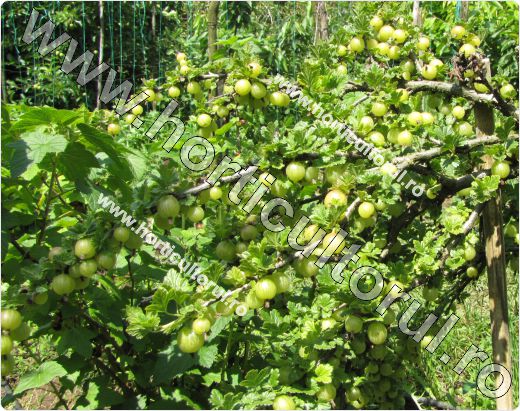 Agrisul European (Ribes uva-crispa)