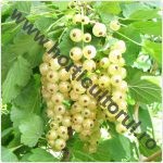 Coacaz alb-Ribes niveum