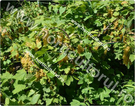 Coacazul alb-Ribes niveum