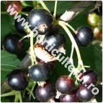 Coacaz negru-Ribes nigrum