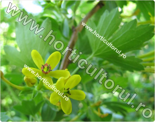 Coacazul auriu-Ribes aureum