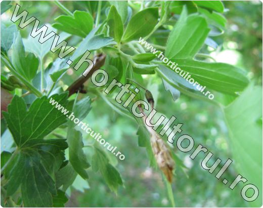 Coacazul auriu-Ribes aureum