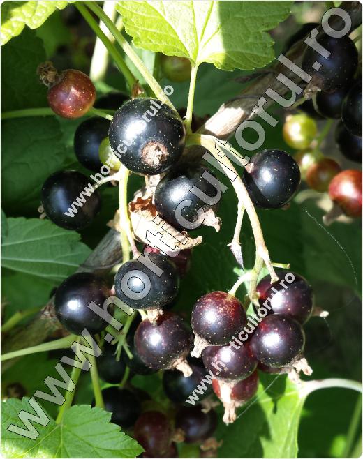 Coacazul negru (Ribes nigrum)
