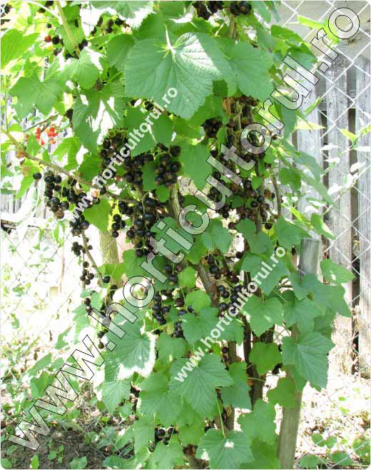 Coacazul negru (Ribes nigrum)