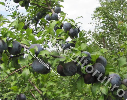 Prunul japonez (Prunus salicina)