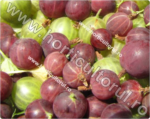 Agrisul European (Ribes uva-crispa)