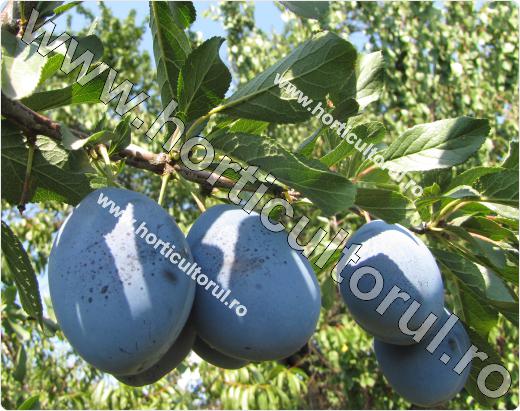 Prunul-Prunus domestica-Stanley
