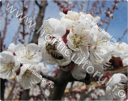 Caisul (Prunus armeniaca)