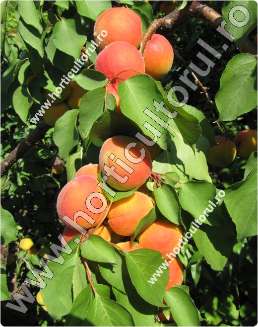 Caisul (Prunus armeniaca)