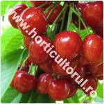 Ciresul-Prunus avium