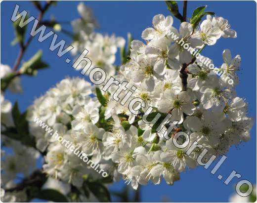 Ciresul -Prunus avium