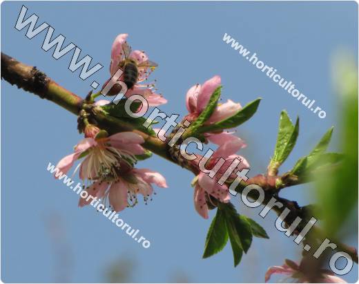 Piersicul (Prunus persica)