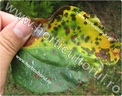 Patarea bruna a frunzelor de gutui -Diplocarpon maculatum