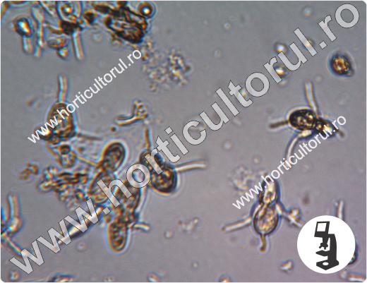 Entomosporium maculatum