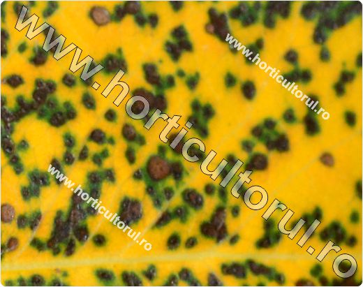 Fig.13 Patarea bruna a frunzelor de gutui (Diplocarpon maculatum)
