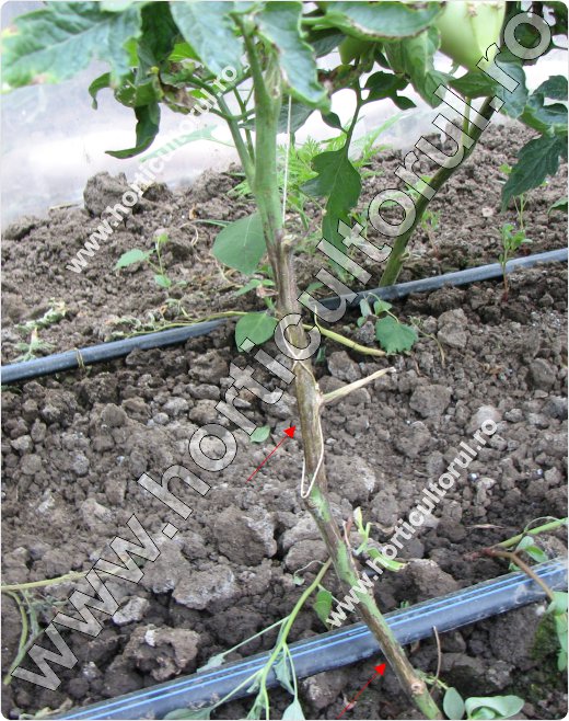 Putregaiul bazei tulpinii la tomate (Didymella lycopersici)