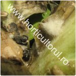 Putregaiul alb la varza -Sclerotinia sclerotiorum