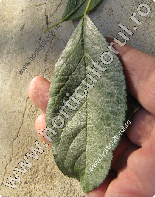 Boala frunzelor de argint (Chondrostereum purpureum)