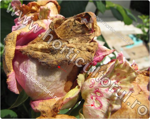 Putegaiul cenusiu la trandafiri (Botrytis cinerea)