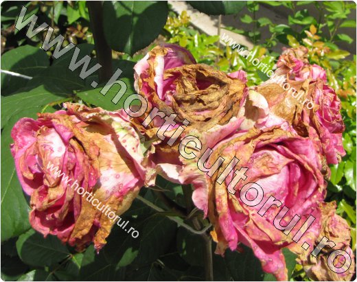 Putegaiul cenusiu la trandafiri (Botrytis cinerea)