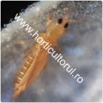 Frankliniella occidentalis_mic-150